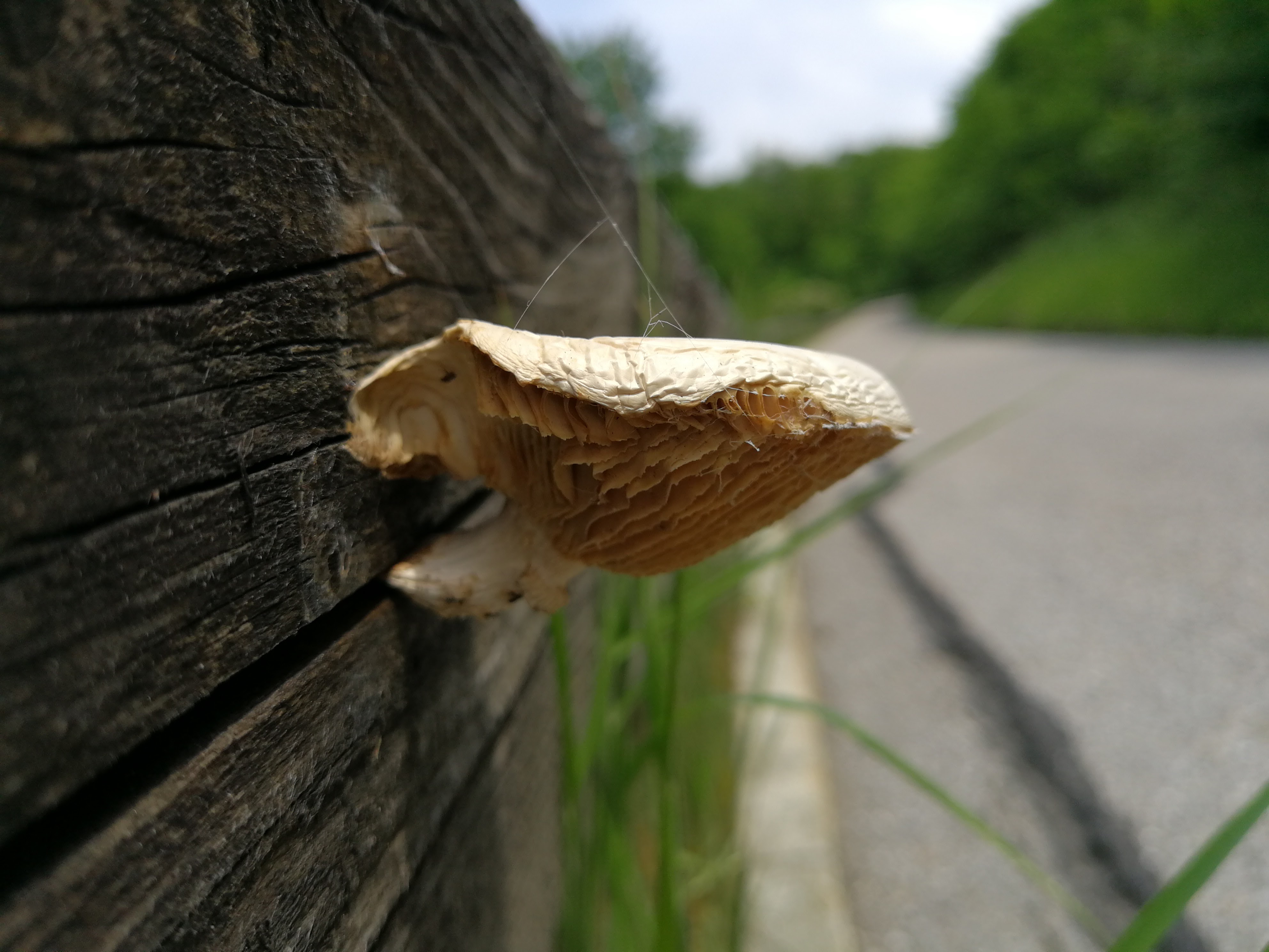 Schuppiger Sägeblättling - Blick von der Seite. Dieses Exemplar wächst an einem Zaun. Die Lamellen sind weißlich bis blass ocker - hier aufgrund der Trockenheit und Alter des Pilzes sogar etwas intensiver gefärbt. 